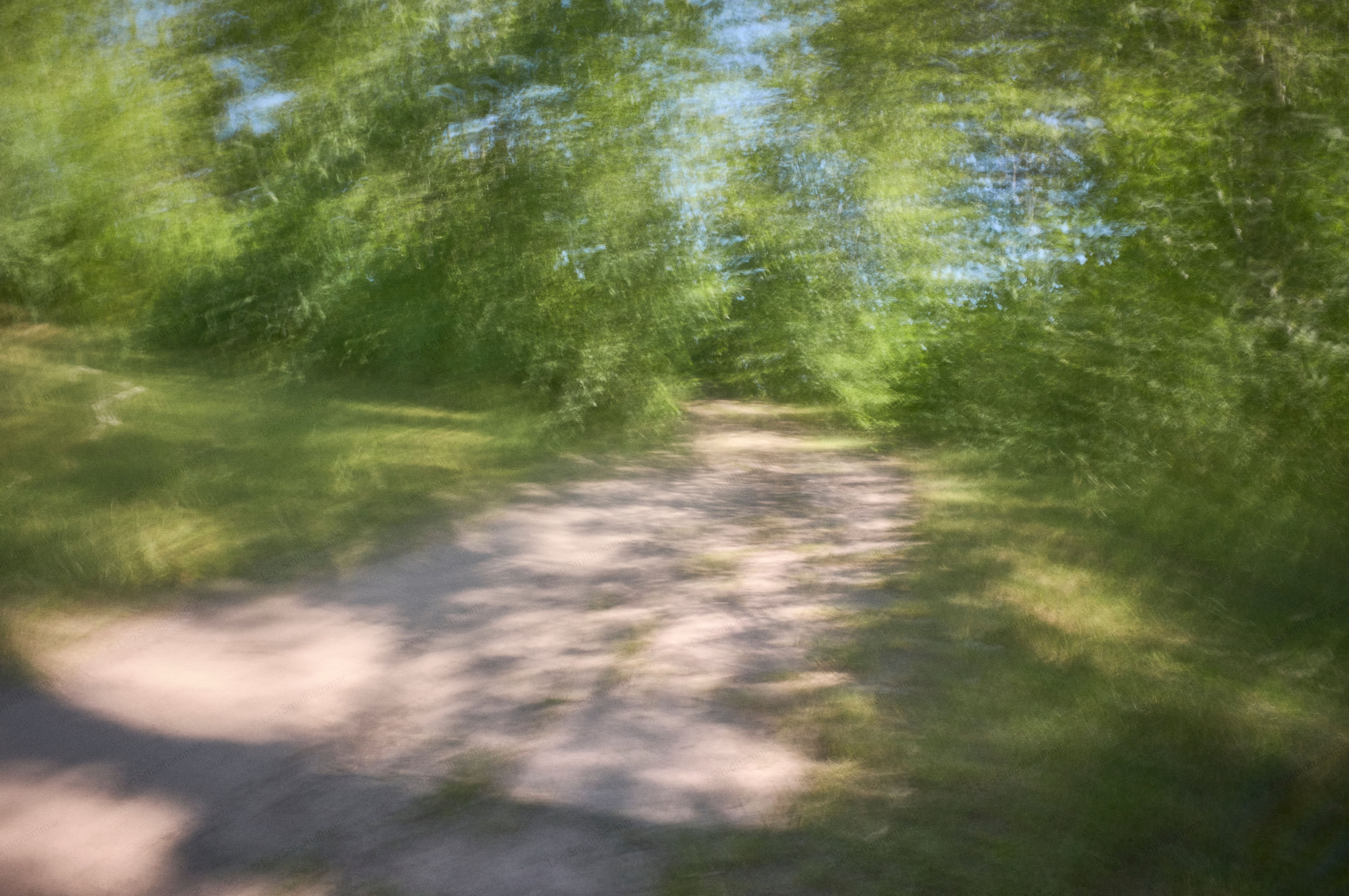 A softly blurred woodland path surrounded by sunlit green trees.