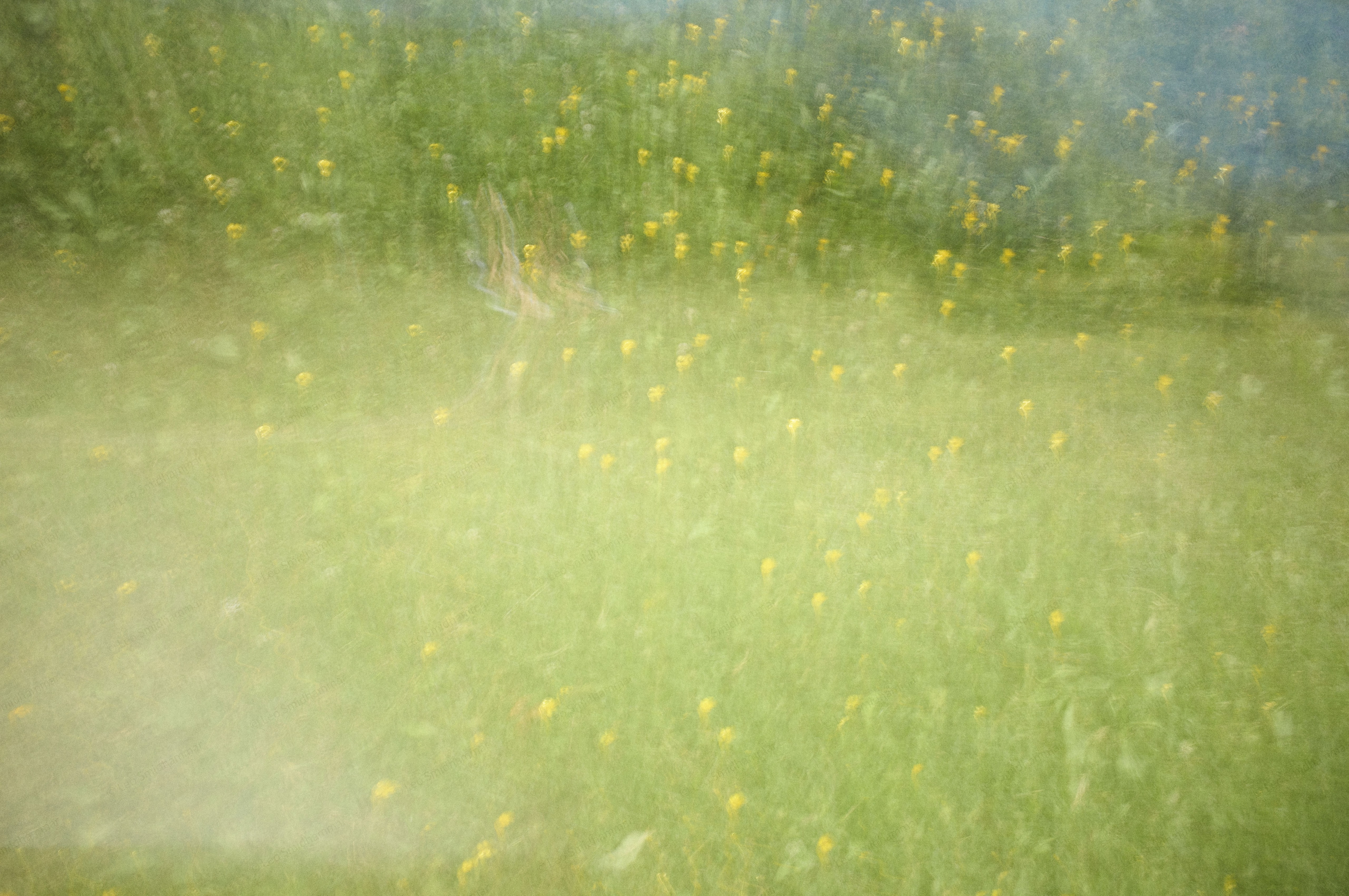 Picture Summer Flowers Dream