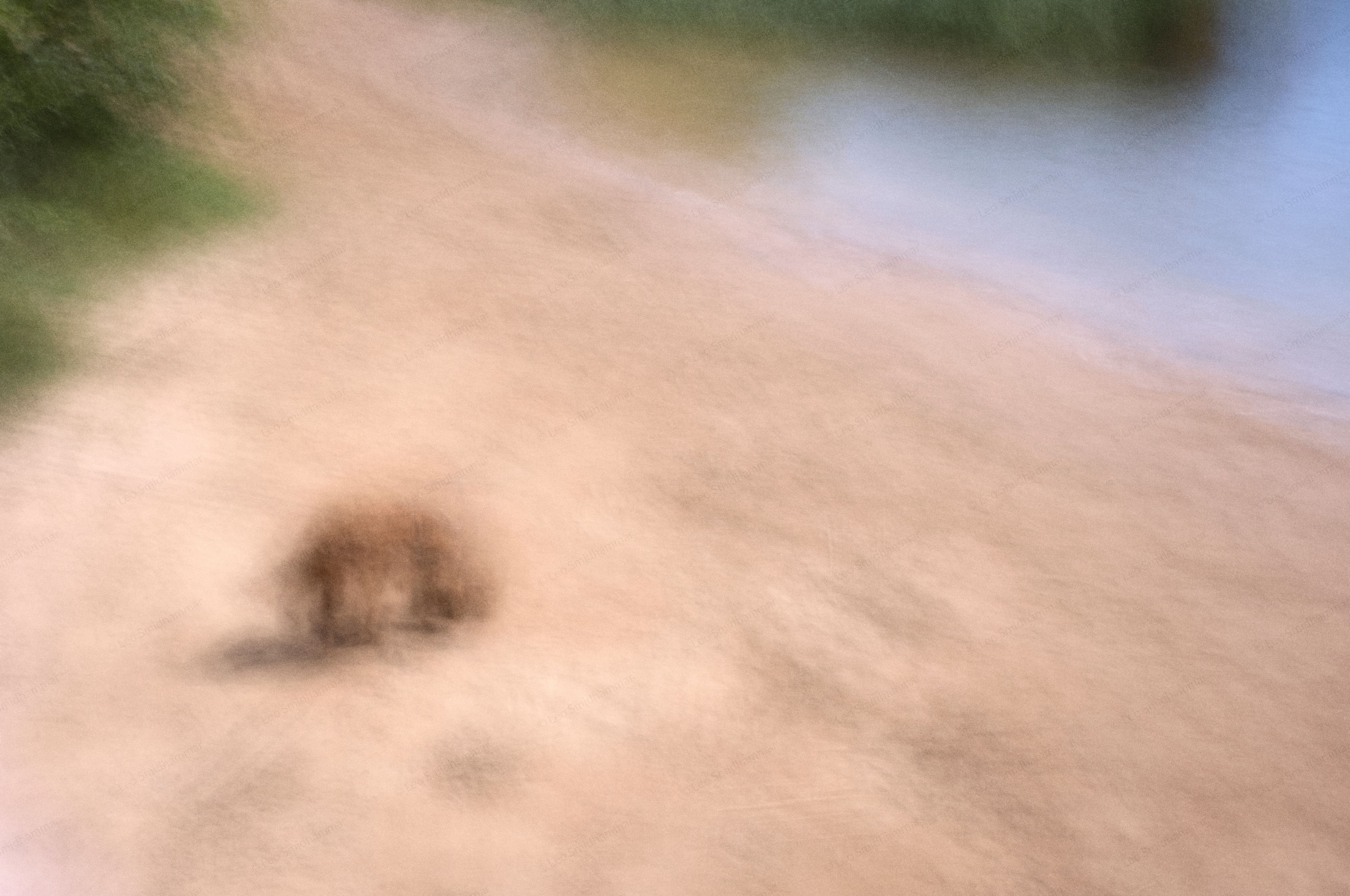 A blurred poodle moving across a sandy beach near the water.